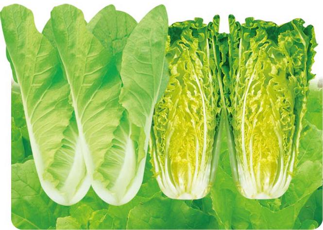 Cream Early-maturing Chinese Cabbage——Early-maturing Chinese Cabbage Cream Early-maturing Chinese Cabbage——Early-maturing Chinese Cabbage